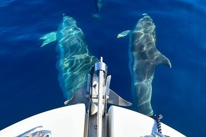 Dolphin Watching Boat Excursion to Figarolo Island from Olbia - Capo Figari, the Love Cave, and Indian Rock