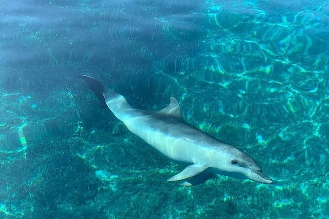 Dolphin Watching Boat Excursion to Figarolo Island from Olbia - Cala Moresca: the first long swim