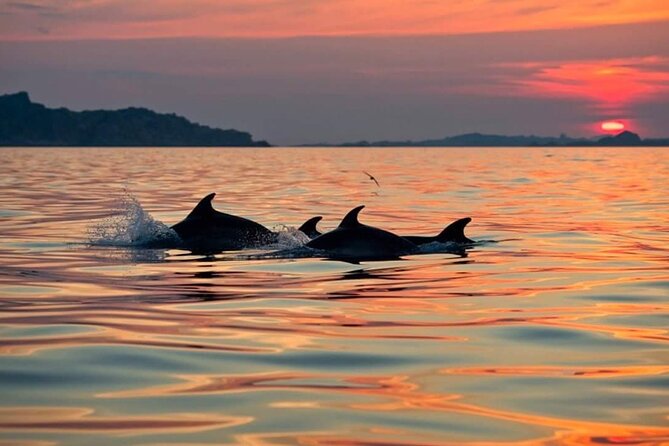 Dolphin Watching Boat Excursion to Figarolo Island from Olbia - Is $66.52 a fair price?