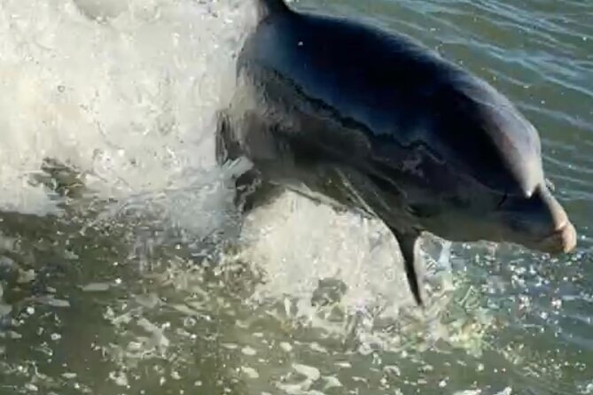 Dolphin Watching boat tour around Anna Maria Island - Key points to know before you book