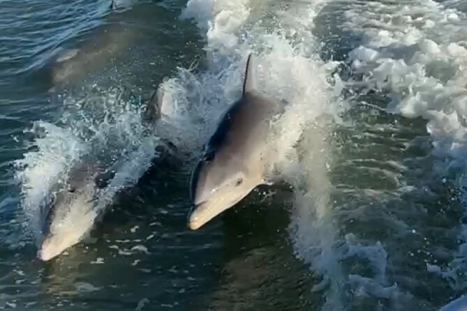 Dolphin Watching boat tour around Anna Maria Island - Why a private dolphin cruise works well here