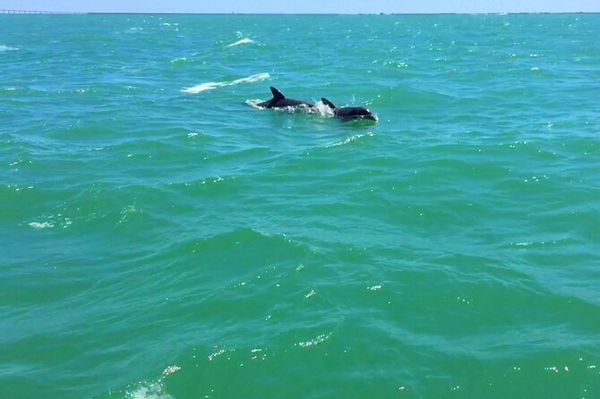 Dolphin Watching boat tour around Anna Maria Island - Anna Maria Island from the water