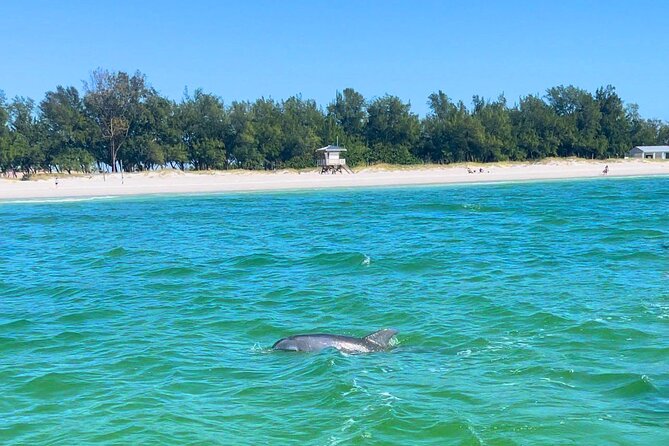 Dolphin Watching boat tour around Anna Maria Island - Longboat Key and Coquina Beach