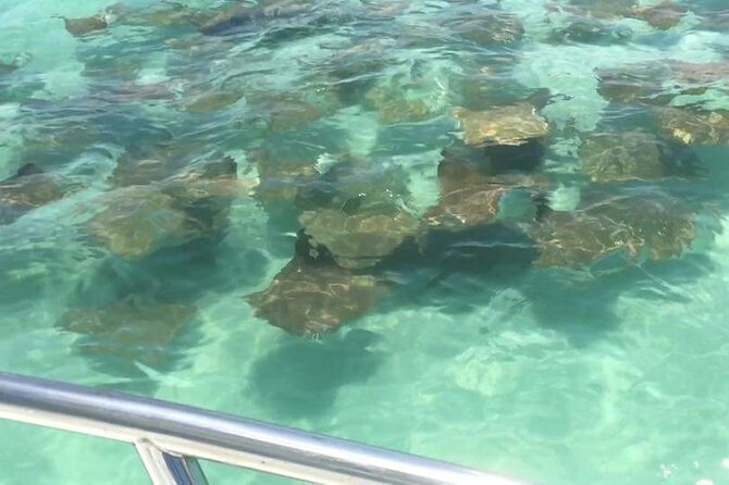 Dolphin Watching boat tour around Anna Maria Island - Jewfish Key, sandbar plans, and the normally dry format