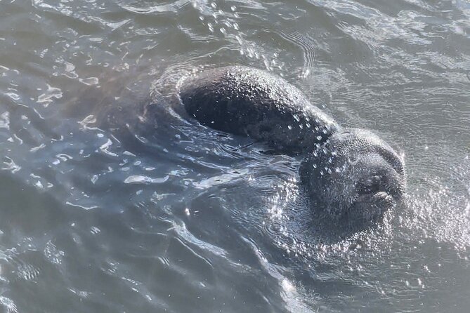 Dolphin Watching boat tour around Anna Maria Island - Onboard comfort for a two-hour ride