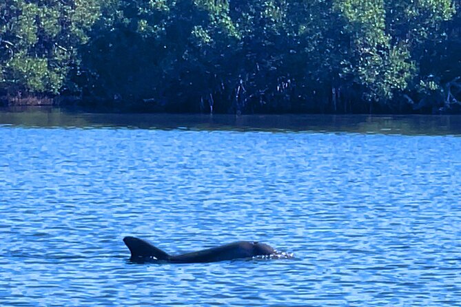 Dolphin Watching boat tour around Anna Maria Island - Is $450 a good value for six people?