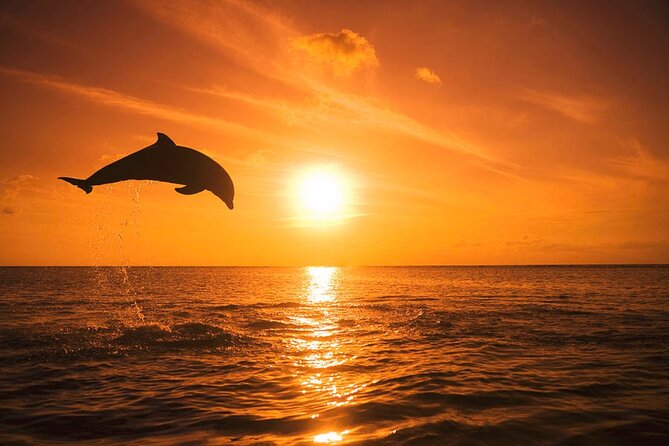 Dolphin Watching boat tour around Anna Maria Island - Meeting at Palma Sola Causeway at noon