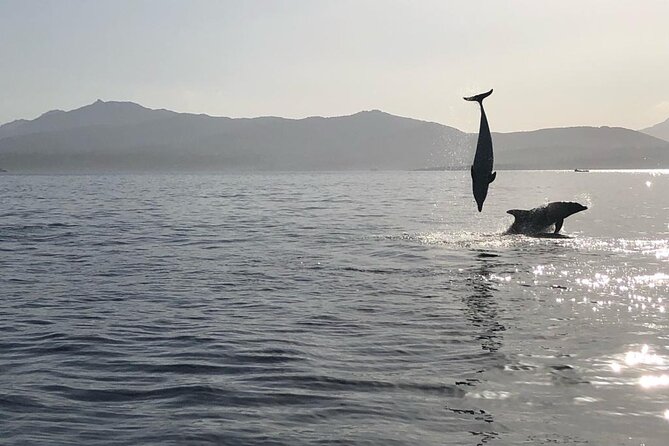 Dolphin Watching Boat Tour from Olbia - Setting out from Olbia Marina