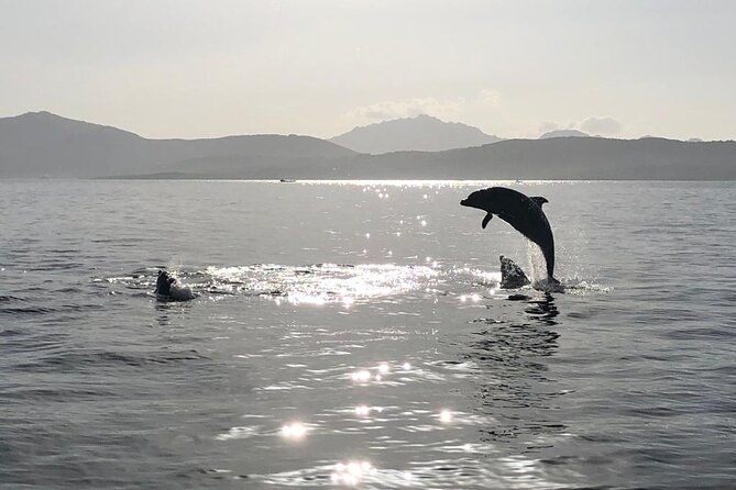 Dolphin Watching Boat Tour from Olbia - What the two-hour schedule means