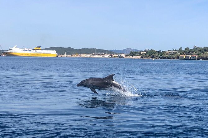 Dolphin Watching Boat Tour from Olbia - Price and overall value