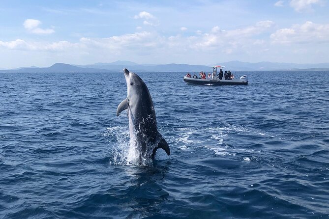 Dolphin Watching Boat Tour from Olbia - Who should book this outing