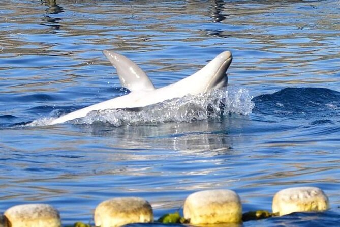Dolphin Watching Boat Tour from Olbia - Practical tips before you go