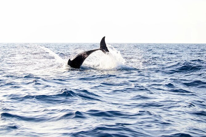 Dolphin watching by boat - Key points before you book
