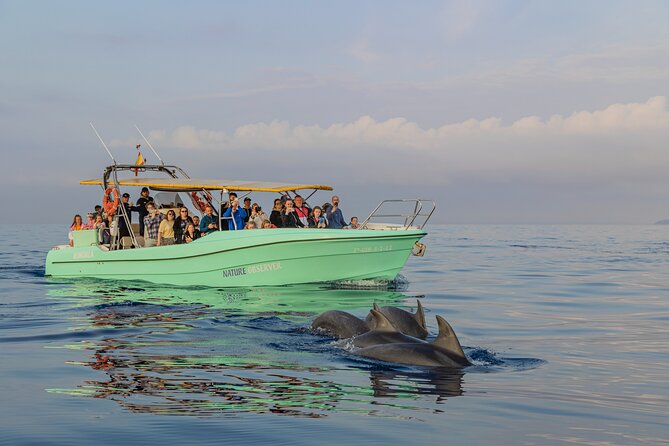 Dolphin watching by boat - A dawn departure from Alcúdia