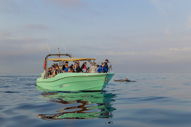 Dolphin watching by boat - How comfortable is the boat?