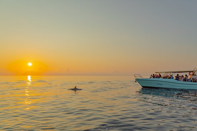 Dolphin watching by boat - Is $84.69 a fair price?