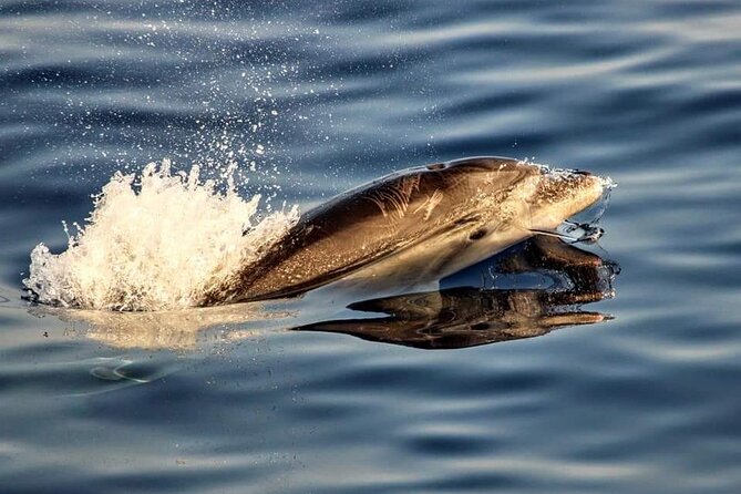 Dolphin watching by boat - Out on the water toward Cap de Formentor