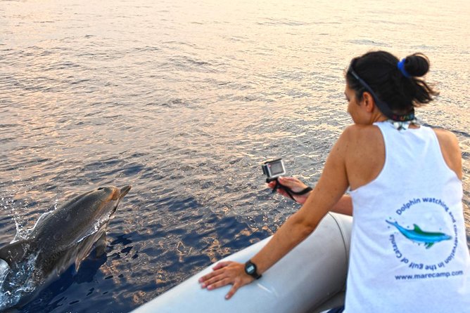 Dolphin Watching & Conservation - Dolphins in the Gulf of Catania - Key points to know before you go
