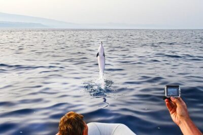Dolphin Watching & Conservation – Dolphins in the Gulf of Catania