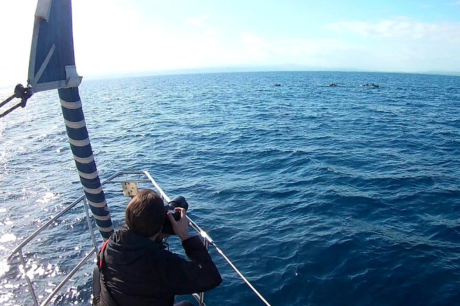 Dolphin Watching & Conservation - Dolphins in the Gulf of Catania - What the $84.48 price buys you