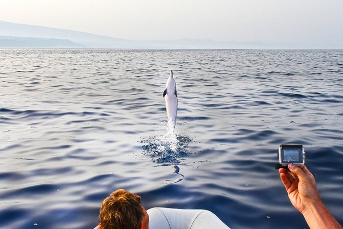 Dolphin Watching & Conservation - Dolphins in the Gulf of Catania - Reading the Gulf with a marine biologist