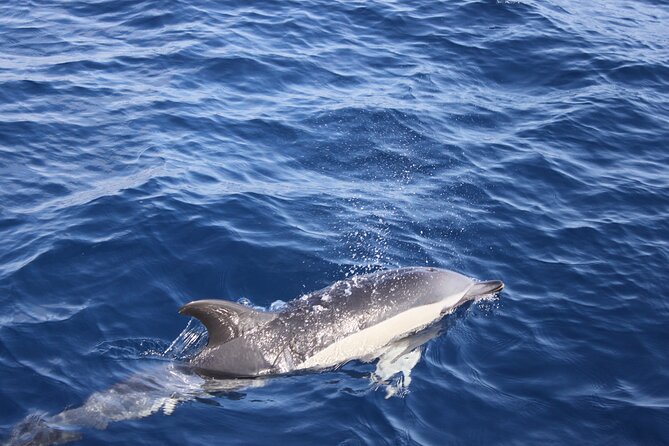 Dolphin Watching Cruise to Lobos Island - What you actually get for lunch