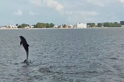 Dolphin Watching/Eco Cruise, John’s Pass, Madeira Bch, FL
