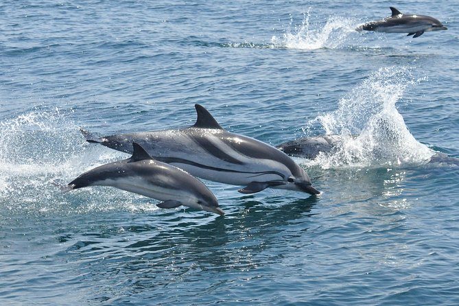 Dolphin Watching Excursion in Gibraltar - The marine biologist adds meaning to the sighting