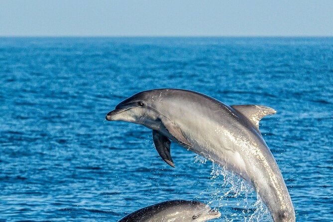 Dolphin Watching Excursion in Gibraltar - Ocean Village and the return to port