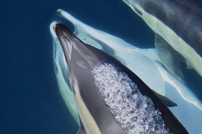 Dolphin Watching Excursion in Gibraltar - Is $38.83 a fair price?