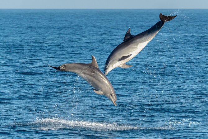 Dolphin Watching Excursion in Gibraltar - Choosing your departure time