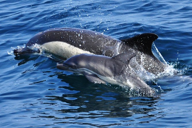 Dolphin Watching Excursion in Gibraltar - Who will enjoy this excursion most?