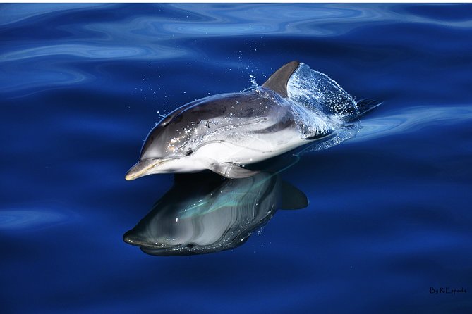 Dolphin Watching Excursion in Gibraltar - Searching the bay for dolphins