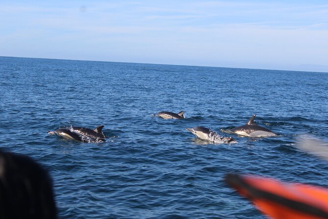 Dolphin Watching from Faro - Ilha da Culatra and the value beyond dolphins