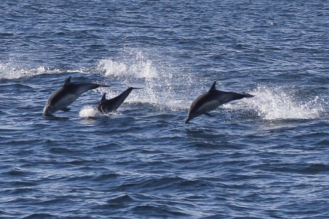 Dolphin Watching from Faro - Returning through Faro’s tidal waterways