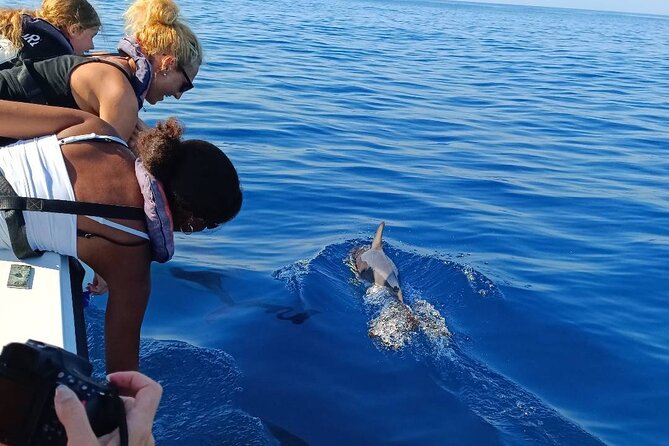 Dolphin Watching from Faro - The 90-minute Atlantic search for dolphins