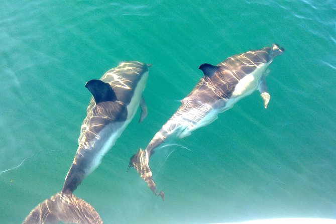 Dolphin Watching from Fuzeta - Setting out from Fuseta at 8:00 am