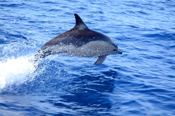 Dolphin Watching from Fuzeta - Ria Formosa adds value even without dolphins