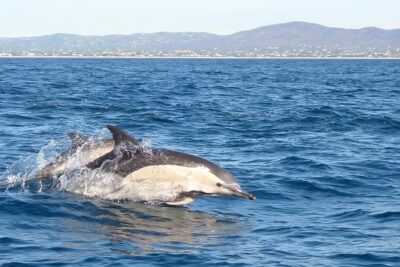 Dolphin Watching from Fuzeta
