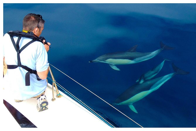 Dolphin Watching from Fuzeta - Weather is the key practical issue