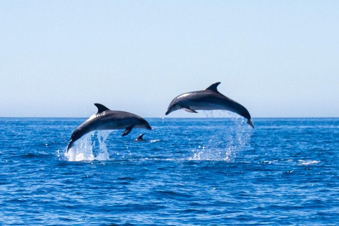Dolphin Watching from Lagos with Marine Biologists - The RIB ride out of Lagos