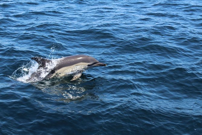 Dolphin Watching from Lagos with Marine Biologists - Is $48.39 a fair price?