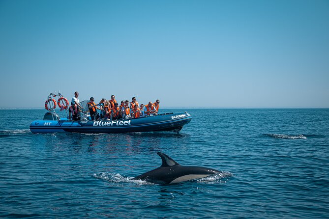 Dolphin Watching from Lagos with Marine Biologists - Best departure strategy and practical fit