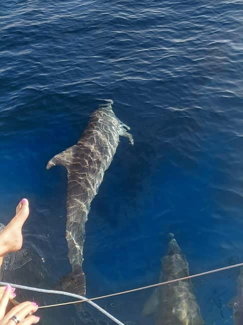 Dolphin watching in Estepona - Key points to know before booking