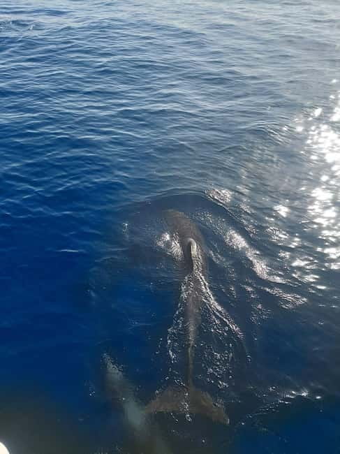 Dolphin watching in Estepona - The Lagoon 380 Catamaran Experience