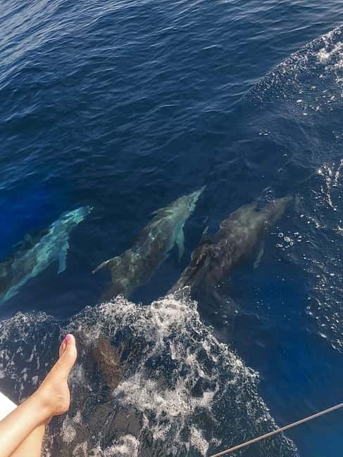 Dolphin watching in Estepona - Is $47 Good Value?