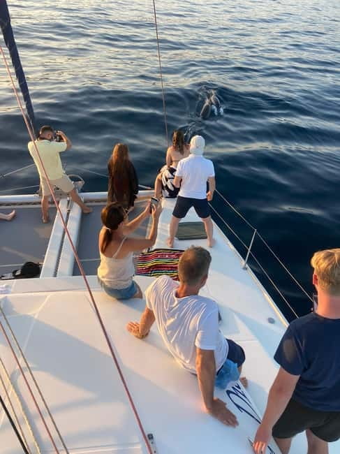 Dolphin watching in Estepona - Searching the Bay for Dolphins