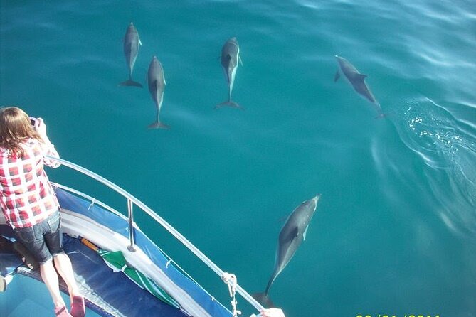 Dolphin Watching in Gibraltar Dolphin Safari V.I.P - Key things to know before you book