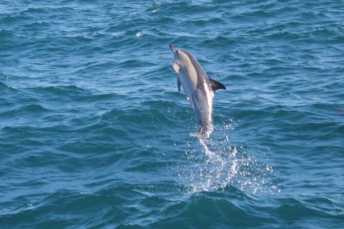 Dolphin Watching in Gibraltar Dolphin Safari V.I.P - Setting out from Marina Bay at 2:00 pm