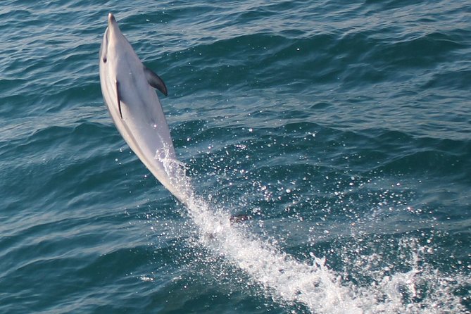 Dolphin Watching in Gibraltar Dolphin Safari V.I.P - Why the small group improves the experience